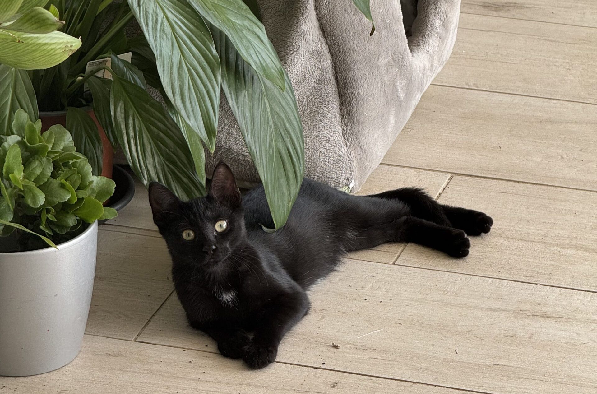 готовий будиночок з котиком
